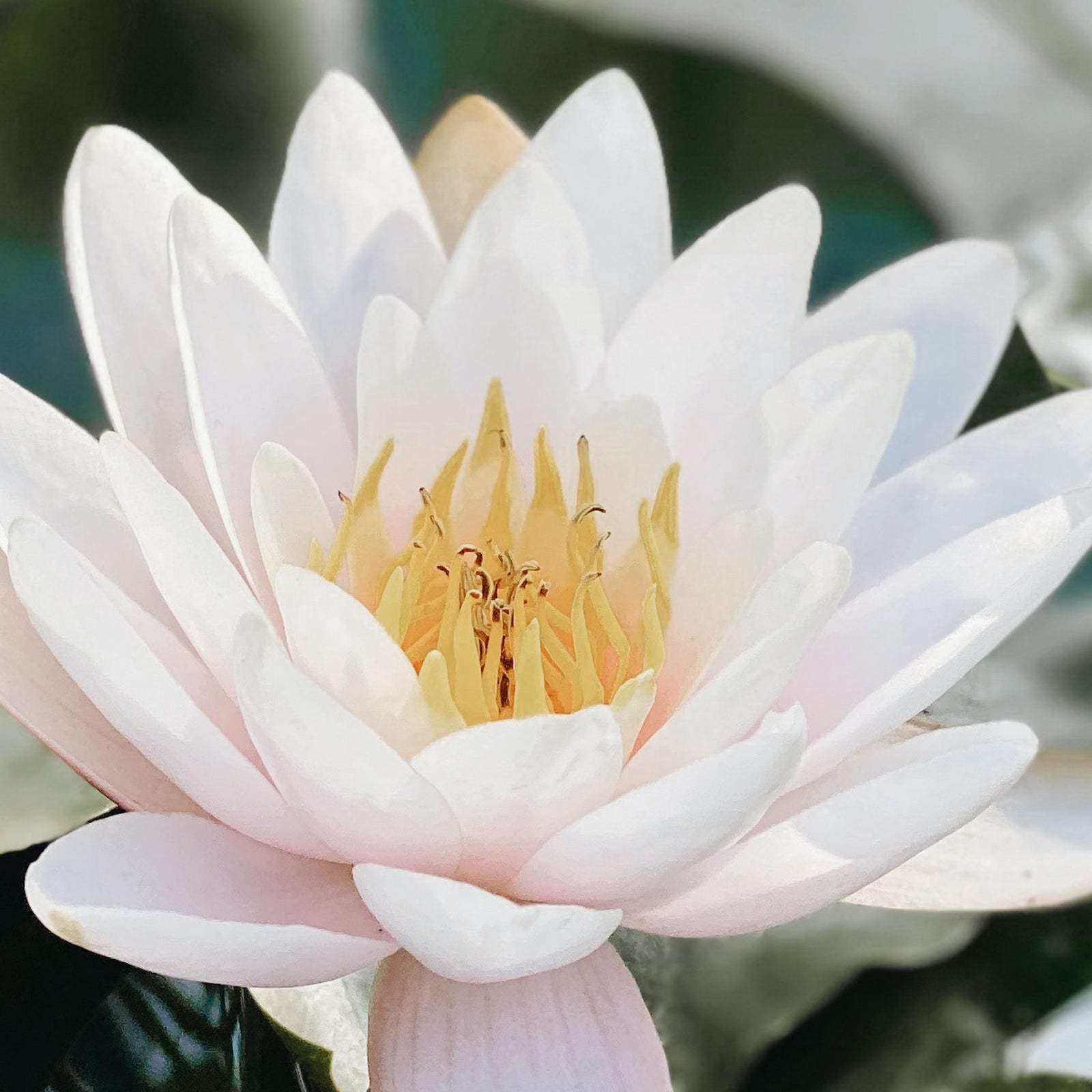 Lollia Imagine Mini Shea Butter Hand Cream | Margot Elena